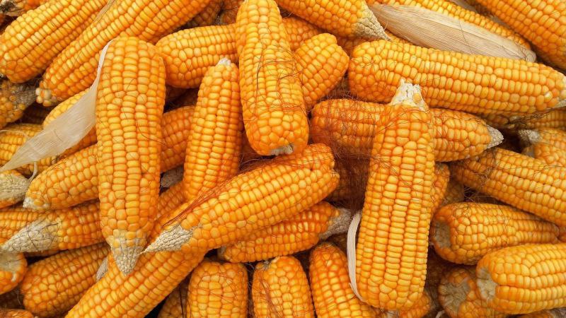 США начинают закупки кукурузы…в Бразилии