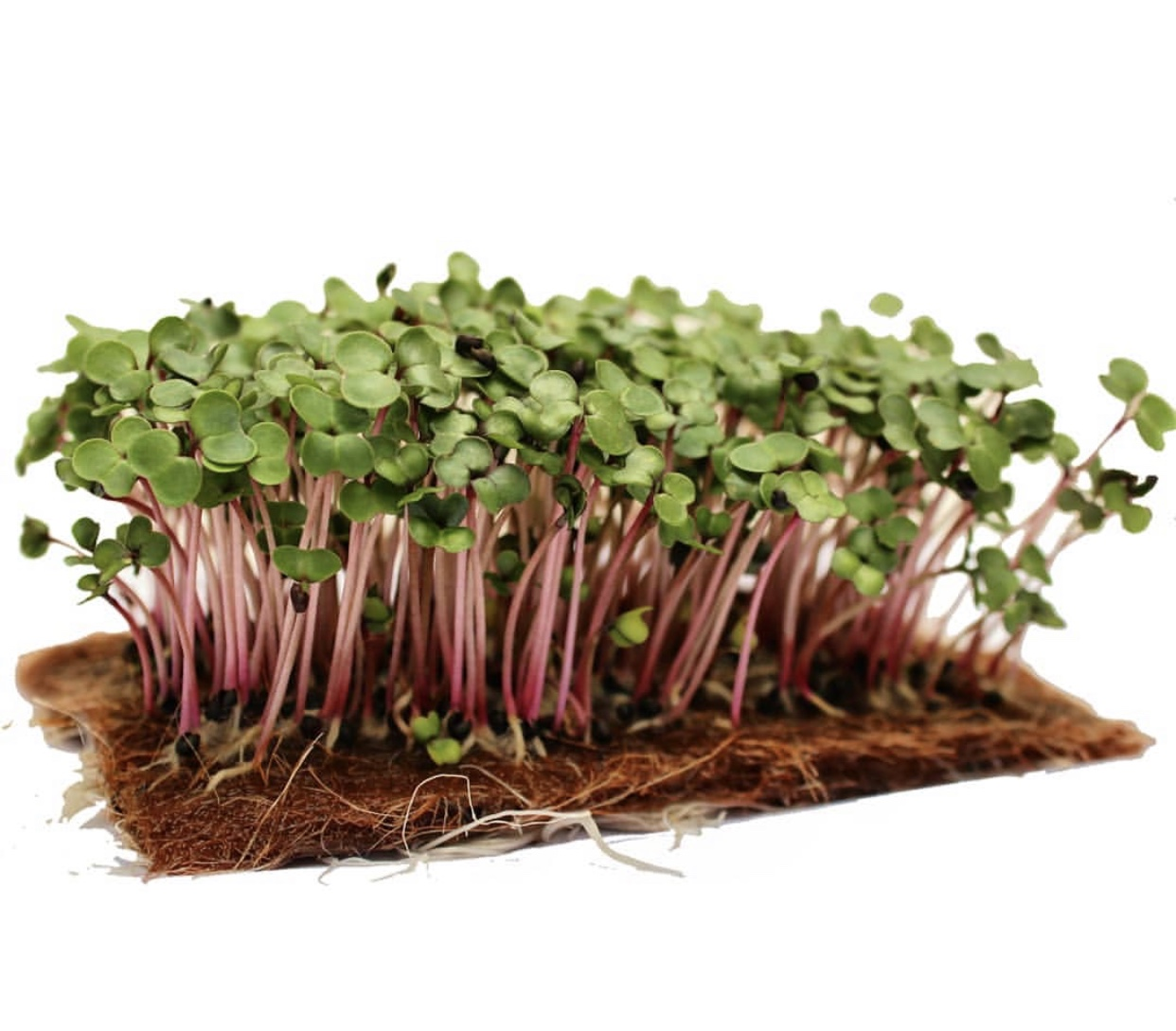 Редис и дайкон – Telegraph