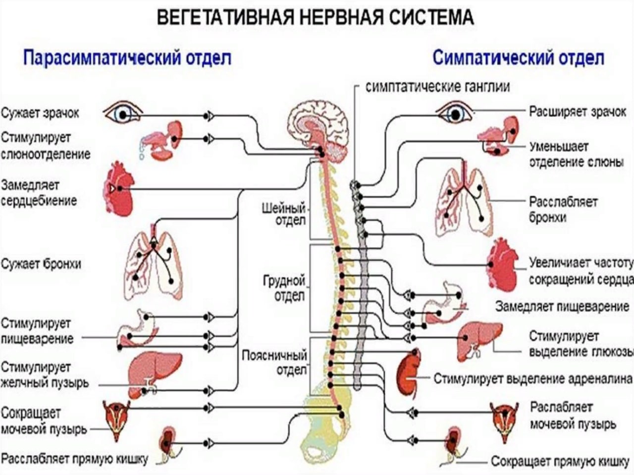 Симпатический отдел вегетативной нервной системы схема