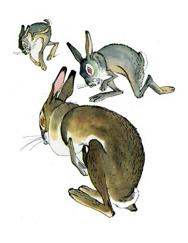 У зайца хвост короткий а уши. Мамин Сибиряк заяц длинные уши косые глаза короткий хвост. Мамин-Сибиряк заяц длинные уши косые. Храбрый заяц длинные уши короткий хвост. Храбрый заяц длинные уши мамин Сибиряк.