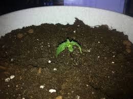 cannabis OVERFLOW tree