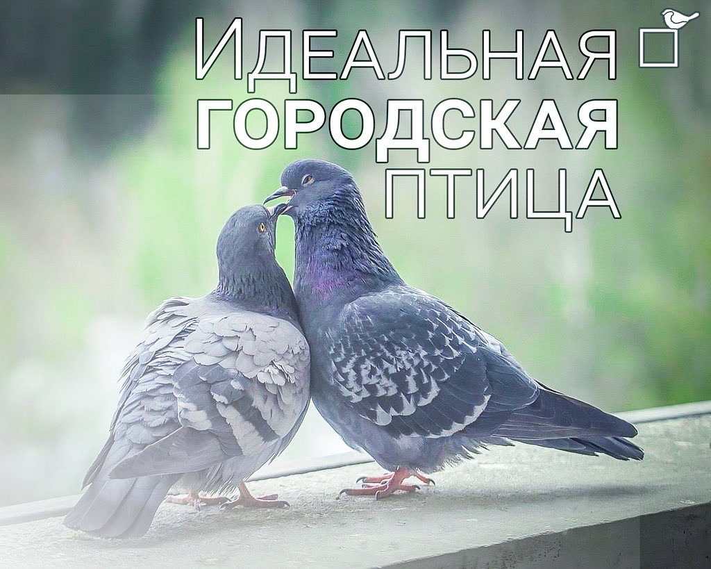 Коричневый сизый голубь. Интересные факты о голубях. Городские голуби необычные. Приметы про голубей.