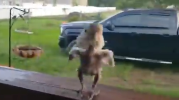 Más del loro bailarín