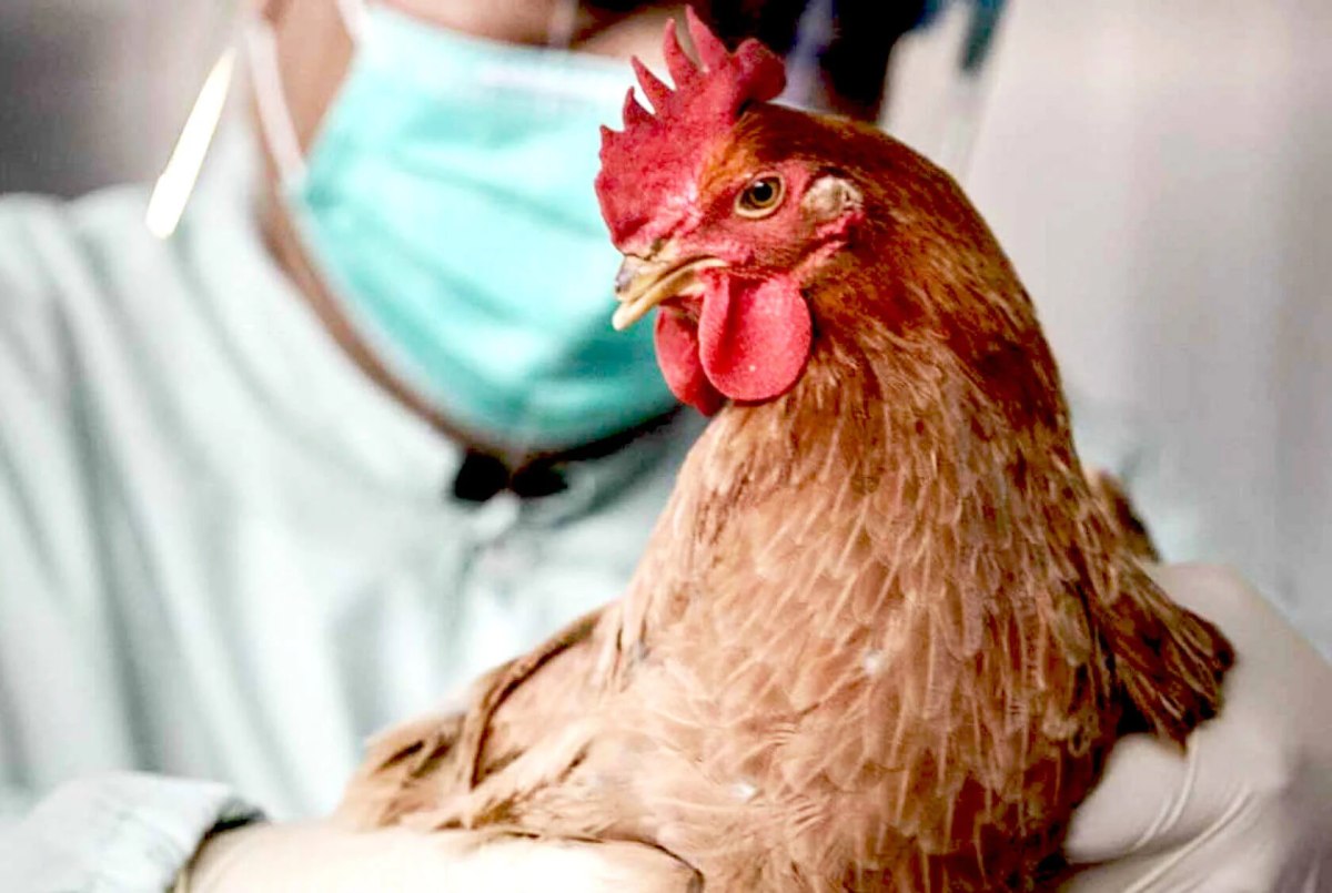 В Хабаровске возникло подозрение на высокопатогенный грипп птиц