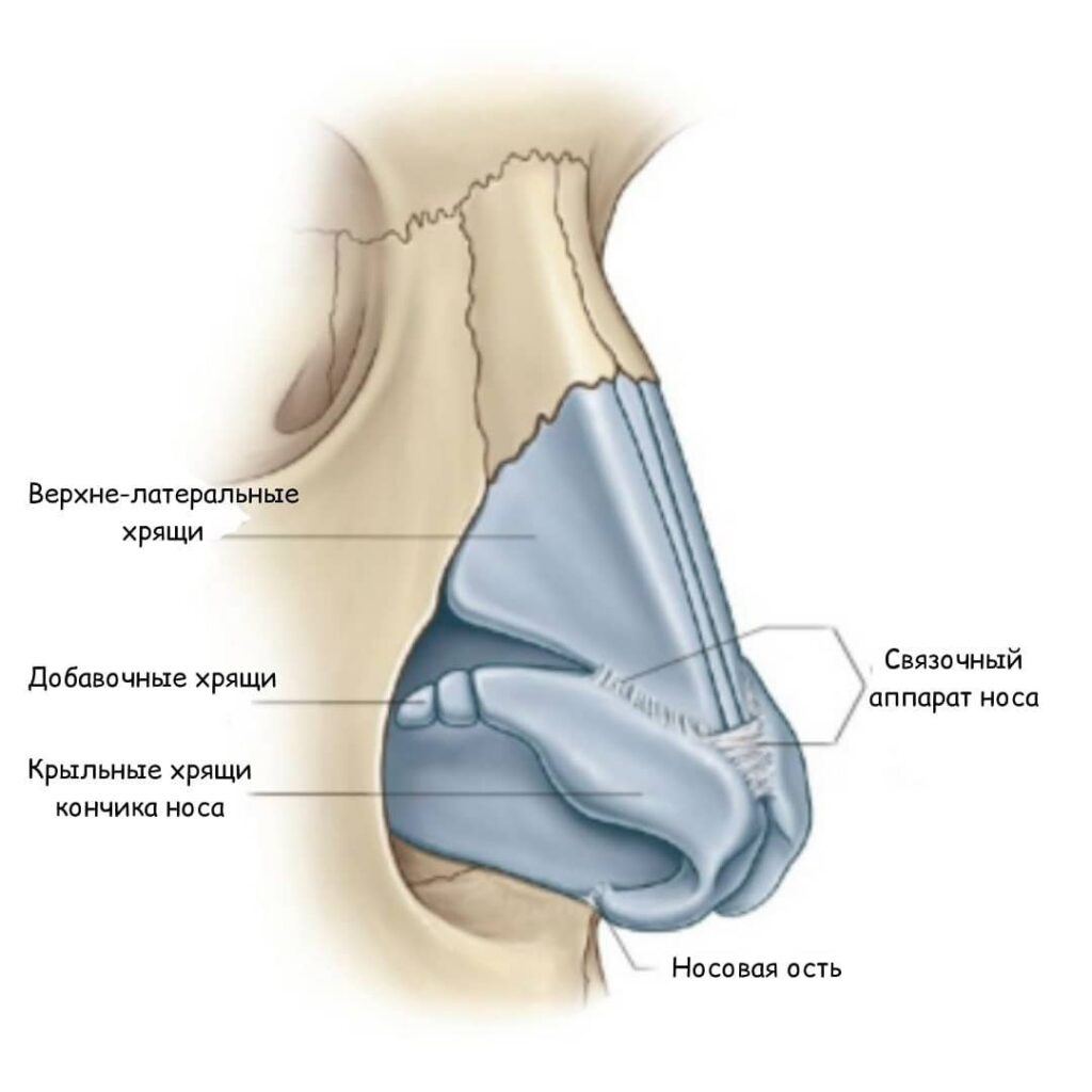 Добавочные носовые хрящи латынь