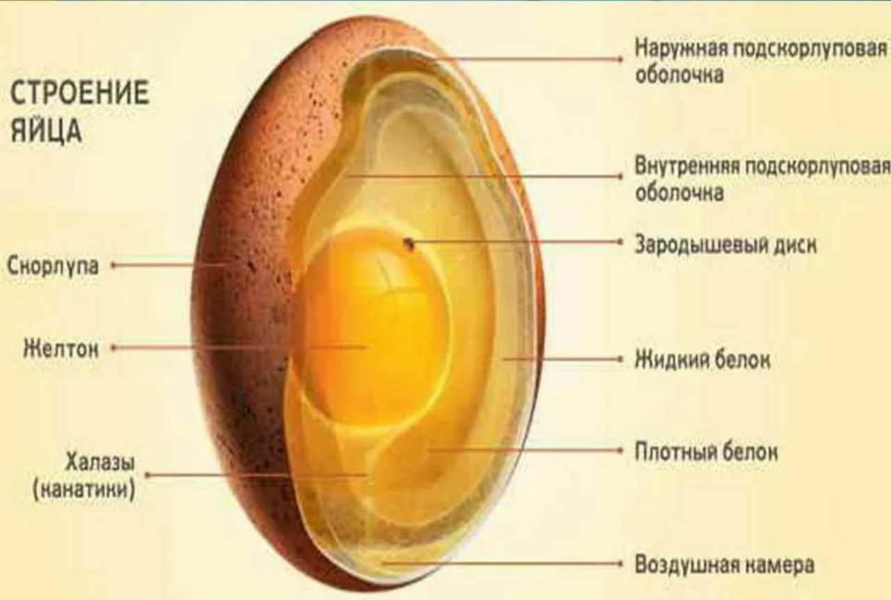 Яичко в разрезе. Строение яйца птицы. Строение перепелиного яйца. Зародышевый диск в яйце строение. Строение яйца курицы.