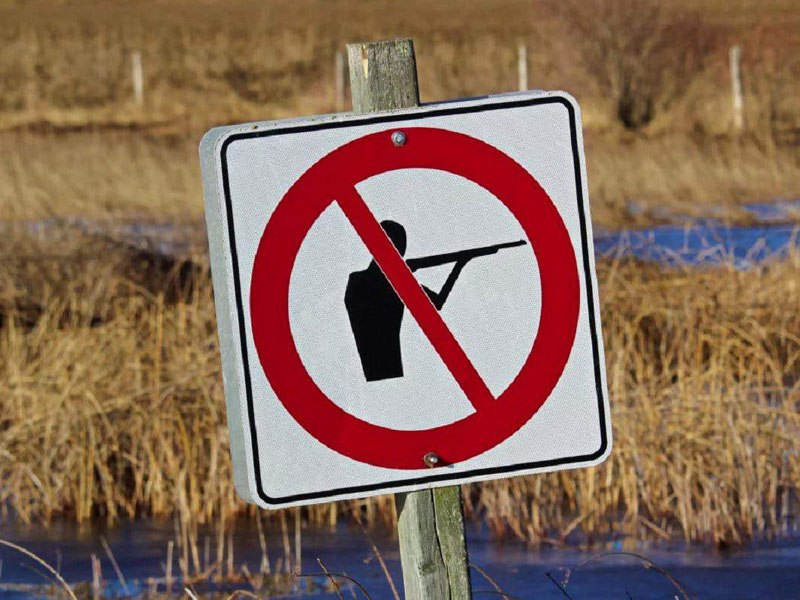 В Хабаровском крае запретили охоту на кабана