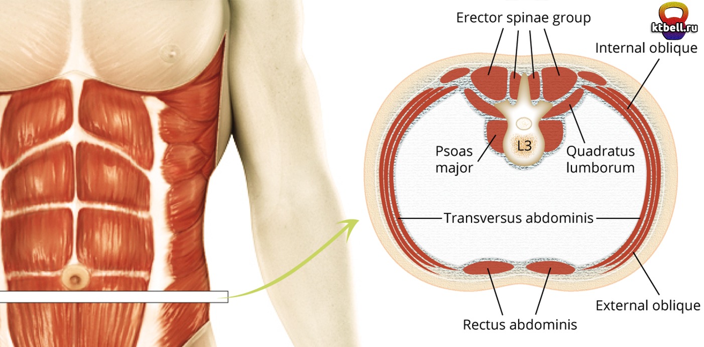 Напряжение мышц внизу живота. Триггеры поперечной мышцы живота. Поперечная мышца живота гиря