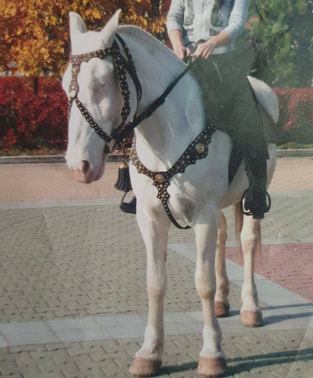 Похищенную одноглазую белую лошадку нашли в Хабаровске
