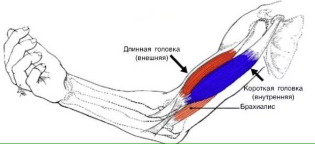 Особенности функционирование мышц антагонистов и синергистов