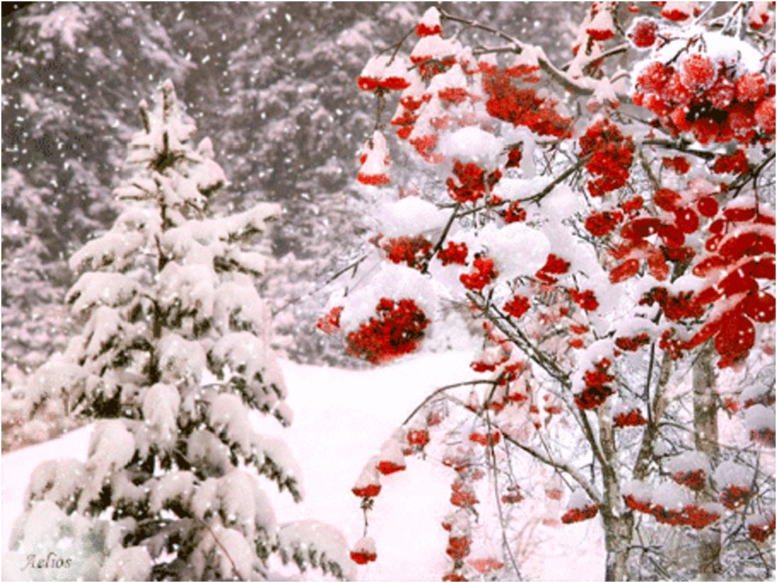 В пелене января. Рябина в снегу. Зимняя рябина. Рябина в зимнем лесу. Зима рябина.