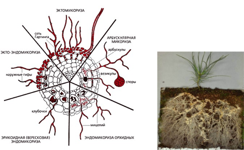Образуют микоризу с корнями растений. Эрикоидная микориза. Микориза гломус. Типы микоризы.