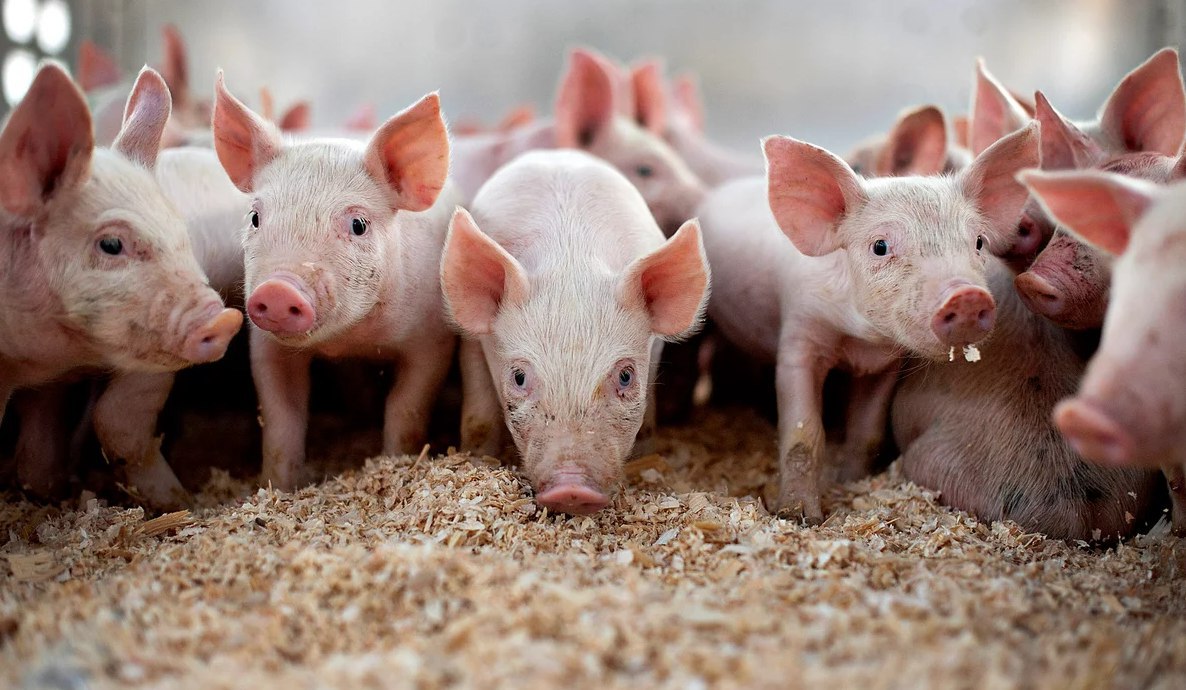 На территории Приамурья осталось 47 тысяч голов свиней