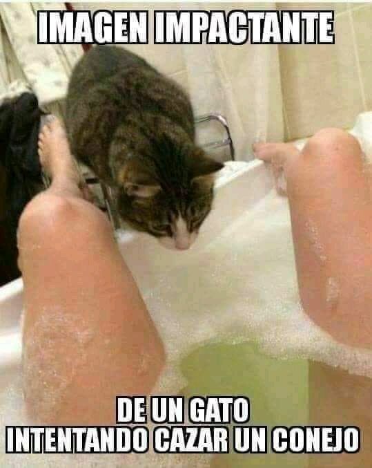Gato intentando cazar un conejo
