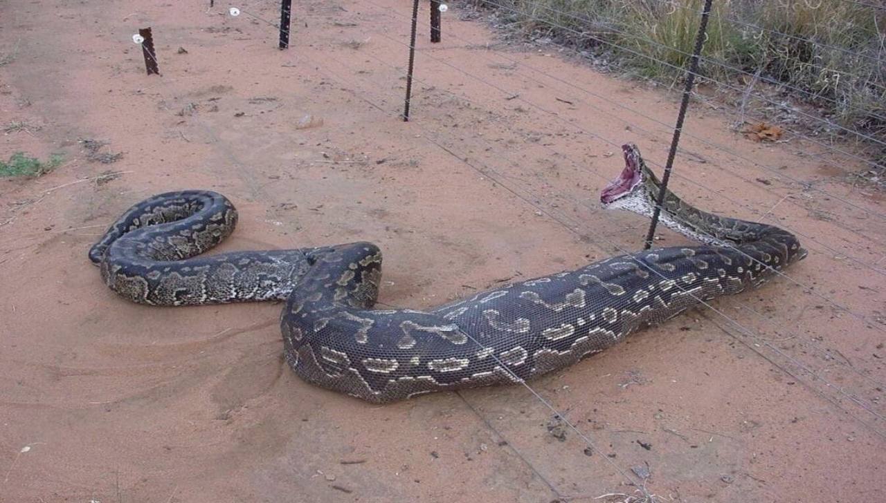 удав фото змеи самой большой