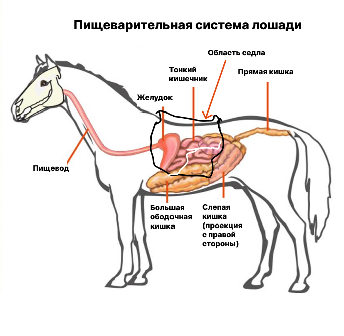 Иллюстрация к статье «Как предотвратить язвы желудка у лошадей»