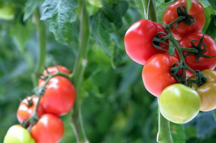 В Испании создали биоудобрение из томатов