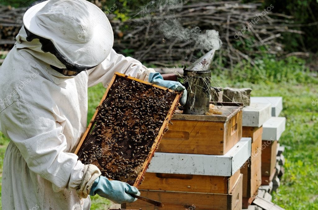 В России появится единый реестр пчеловодов