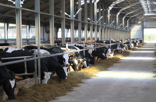 В Мордовии в 2019 году начнется строительство молочных комплексов на 13850 коров