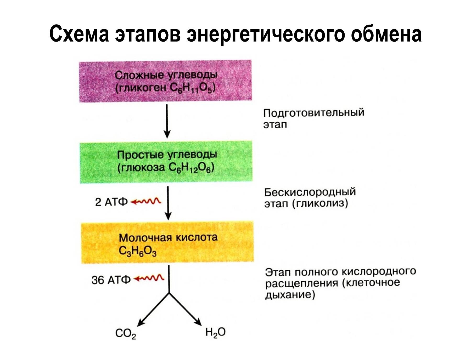 Активация глюкозы с затратой атф. Этапы энергия обмена веществ схема. Охарактеризуйте этапы энергетического обмена..