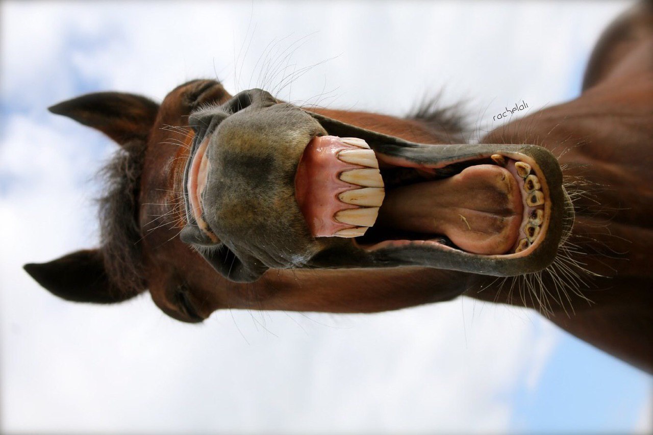 Лошадиные зубы. Лошадь ржет. Конь смеется. Лошадь смеется.