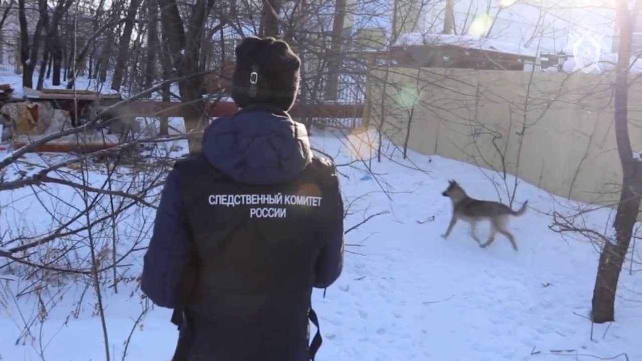 Рейды по отлову безнадзорных собак проходят в Хабаровске