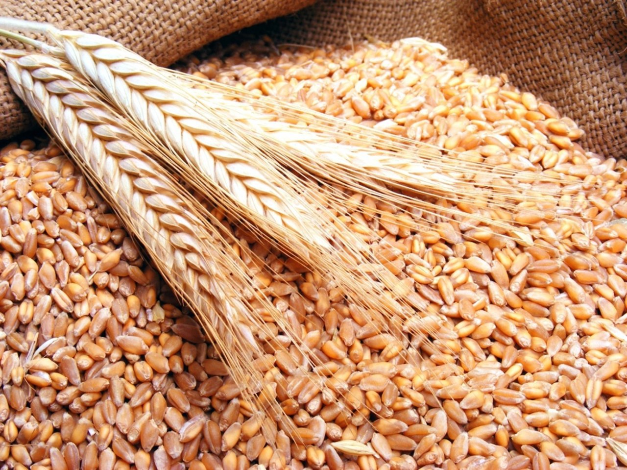 Минсельхоз предложил цены для закупочных и товарных интервенций зерна по 2021 год