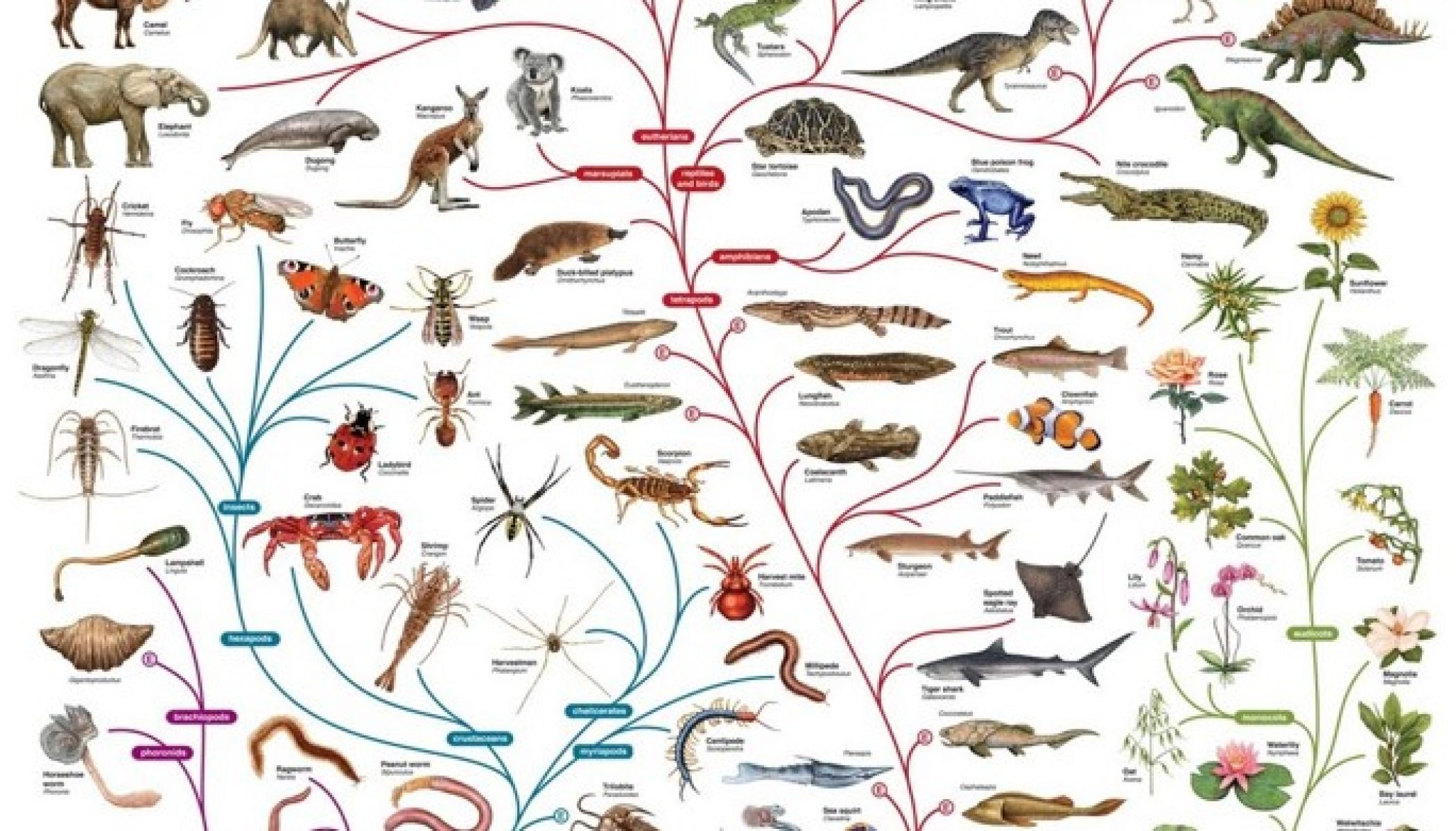 Названия живых существ. Филогенетическое Древо эволюции позвоночных. Эволюционное Древо Дарвина.
