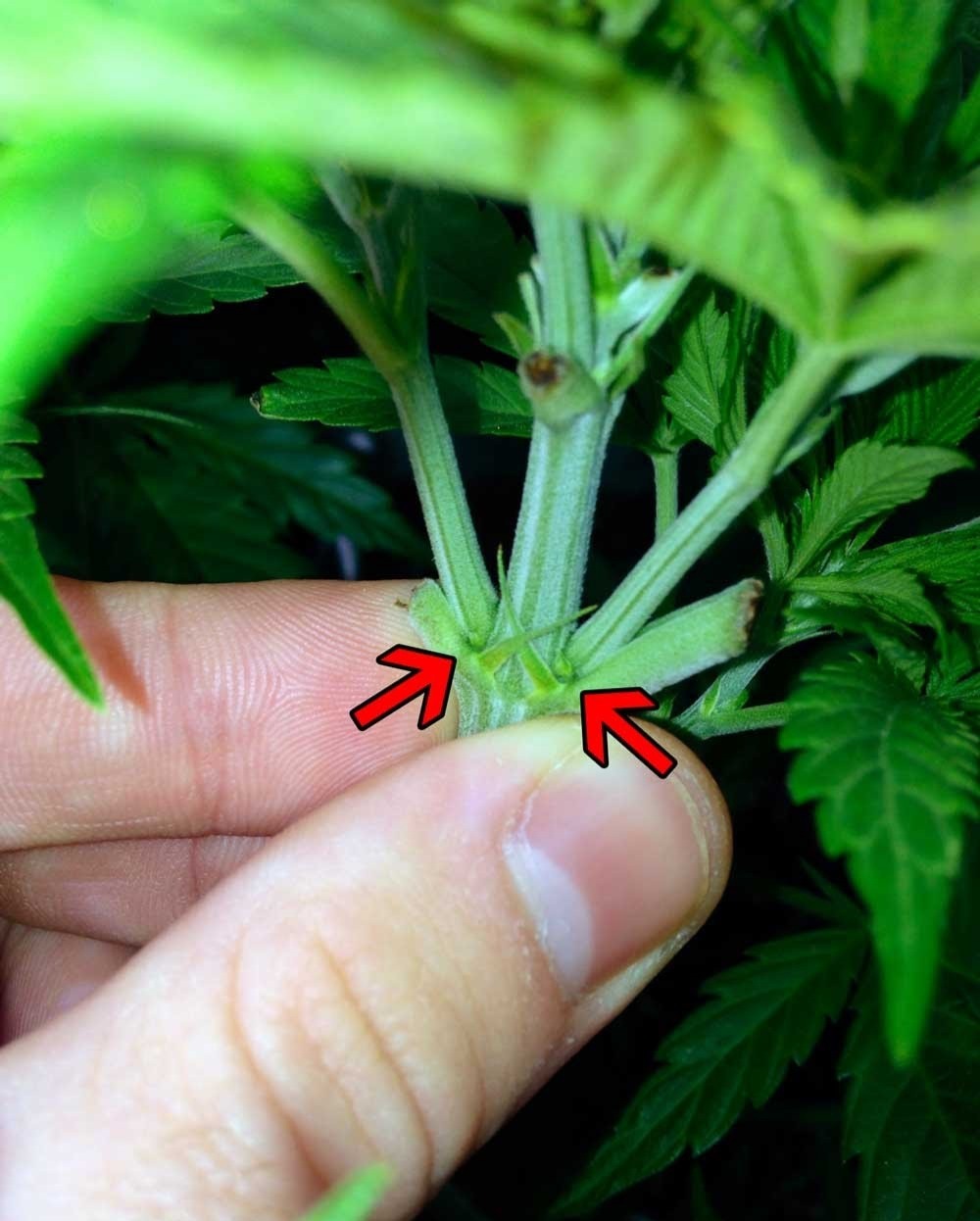 female cannabis plant