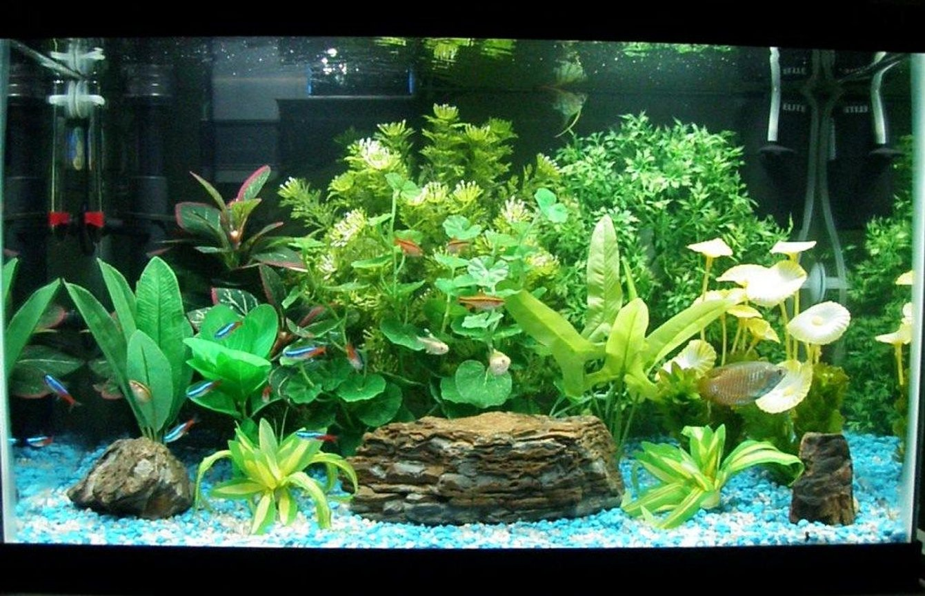 Почему в аквариуме не растут. Кардамин аквариумное растение. Водоросли для аквариума. Высаживание аквариумных растений. Водоросли в аквариуме в домашних.