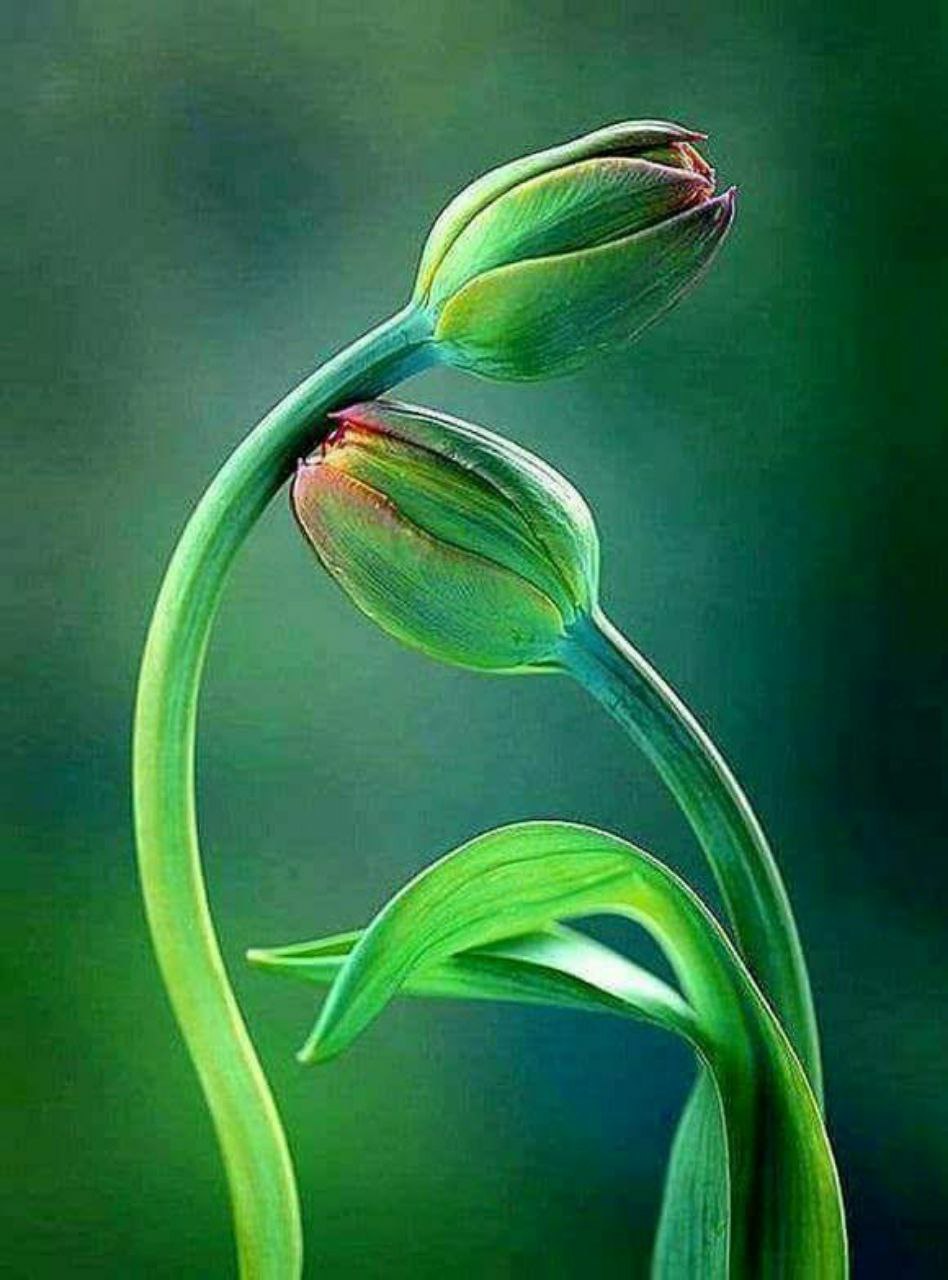 2 цветка фото. Тюльпаны сердце. Грациозные цветы. Двойной цветок. 2 цветка.