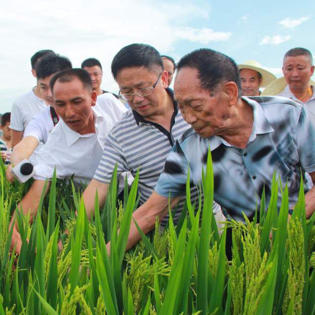 «Отец гибридного риса» поставит новый рекорд урожайности – 180 центнеров с гектара