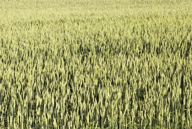 В 2022 году в России площадь посевных под твердые сорта пшеницы вырастет до 790,7 тыс.