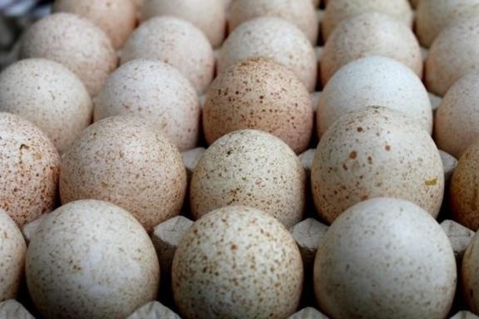 Индюшиные яйца из Канады завезли в Хабаровск