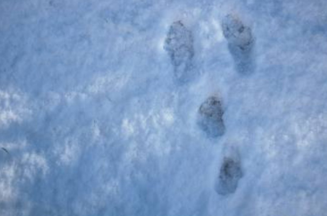 Свежесть следа. Следы зайца русака на снегу. Следы на снегу. Заячьи следы на снегу. Следы зайца.