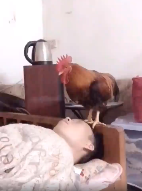 El mejor despertador del mundo