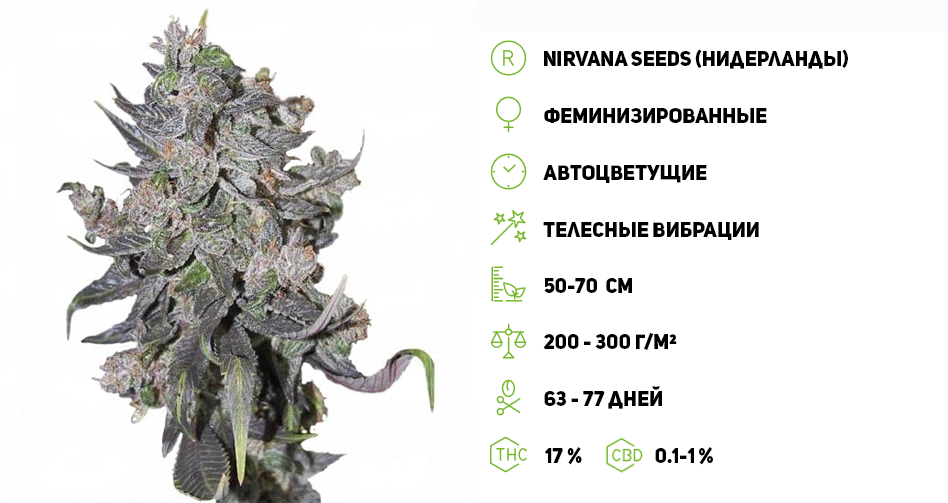 Семена конопляные без запаха законы применения марихуаны