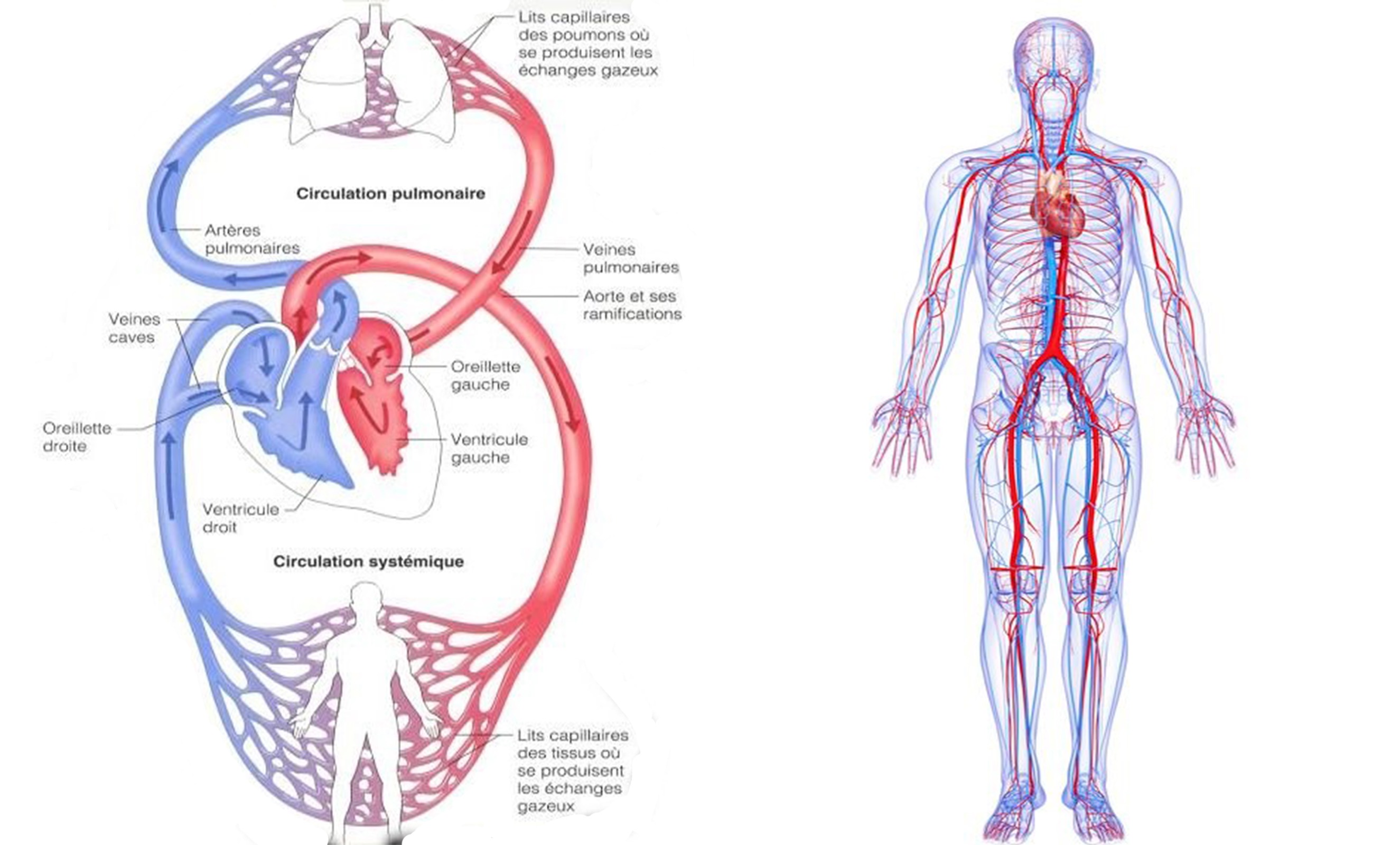 Schema Du Coeur Medecine Paces Anatomie Humain Et Anatomie Corps Images