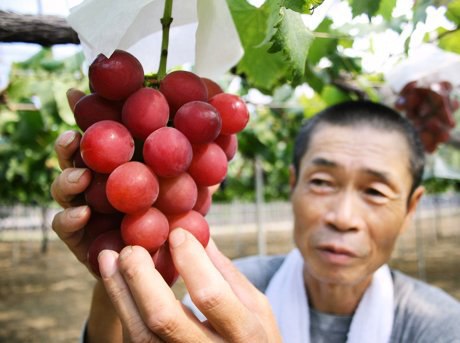 В Японии гроздь винограда продали с аукциона за 11 тысяч долларов