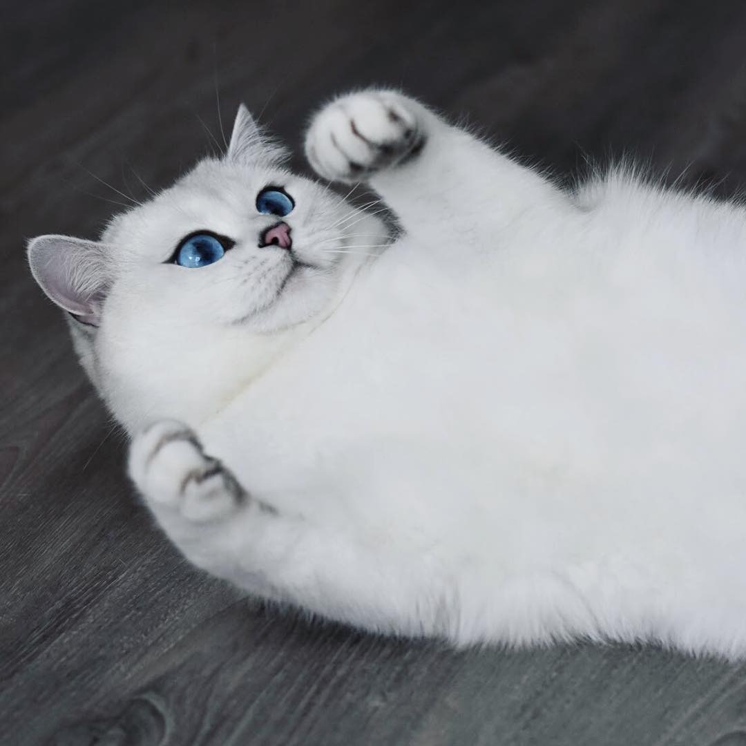 Белый кот с голубыми глазами толстый