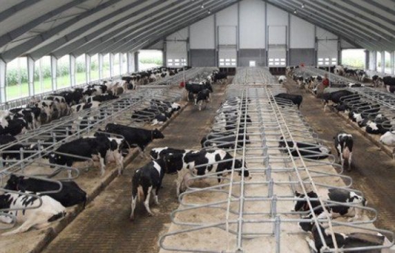 Основной прирост производства молока в РФ идет за счет ввода в строй новых ферм