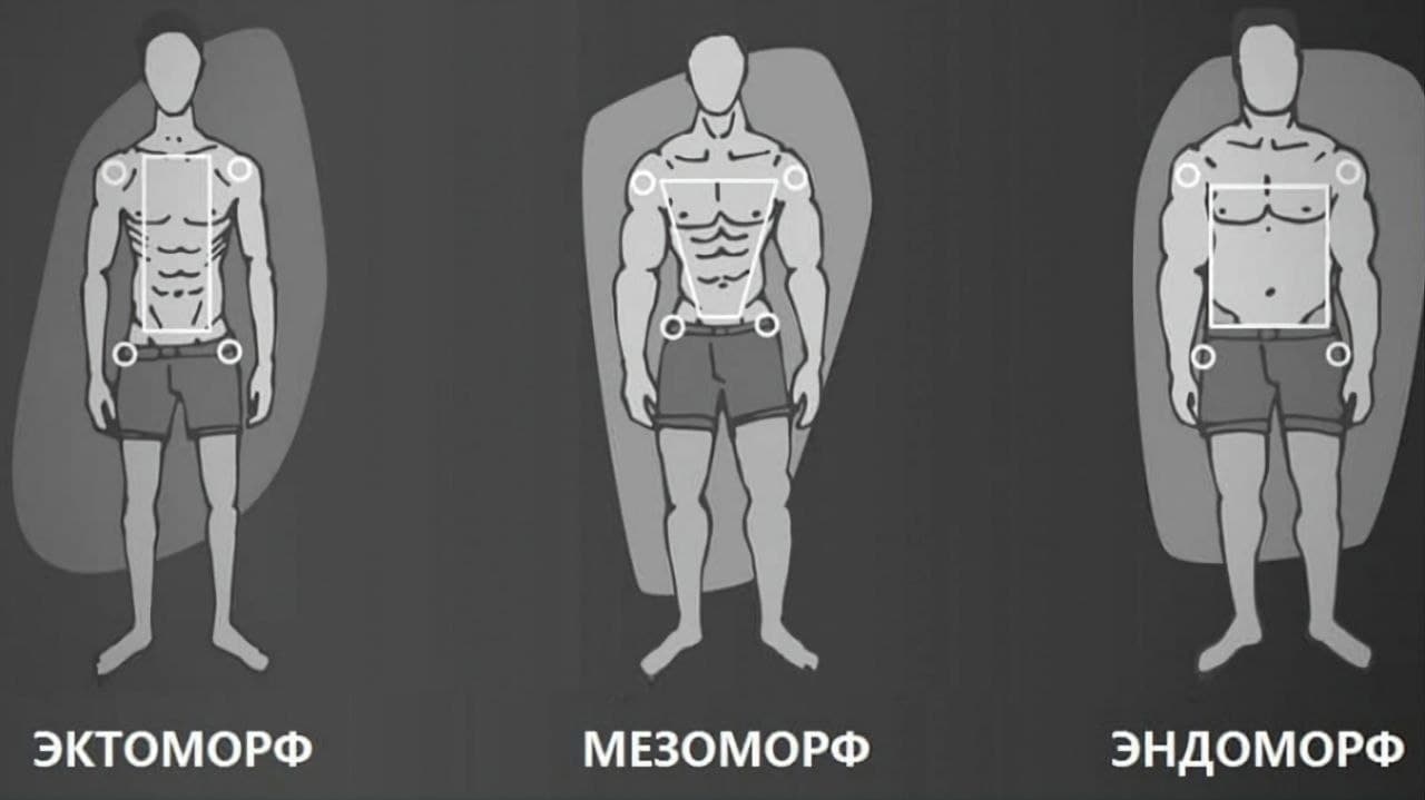 Генетика эктоморф мезоморф эндоморф