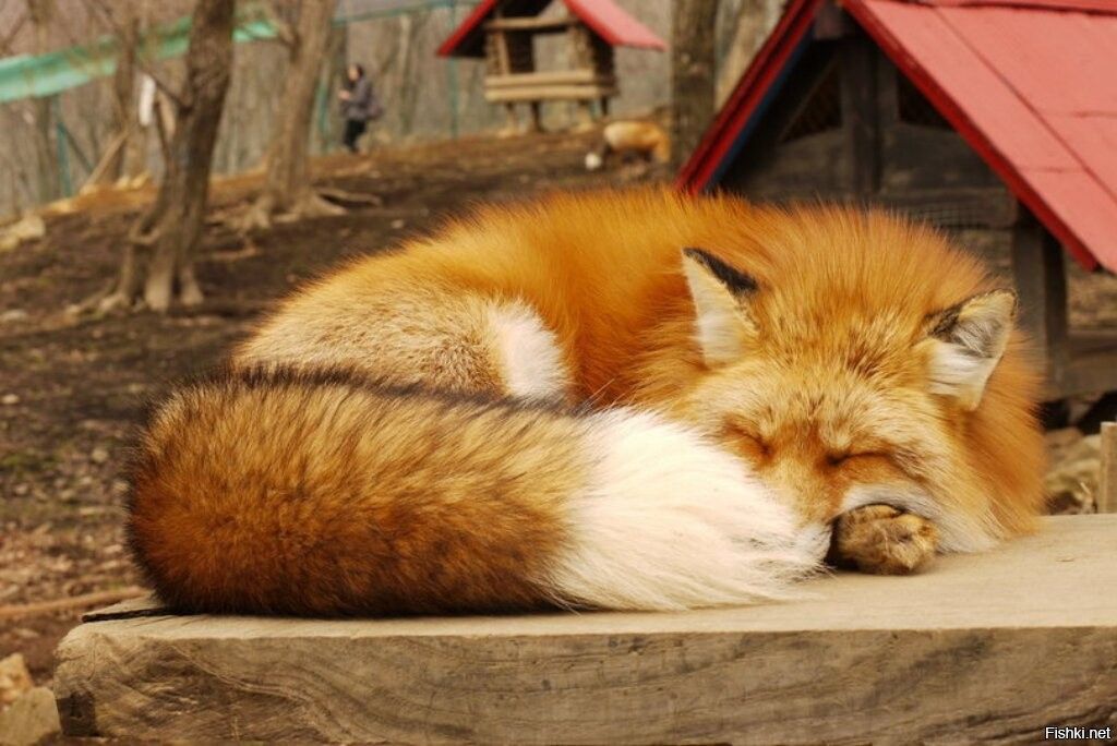 Fluffy fox. Лиса хвост. Пушистый хвост лисицы. Пушистая лиса. Лиса с пушистым хвостом.