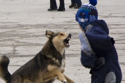 В Хабаровске проводится проверка о нападении собак на ребенка