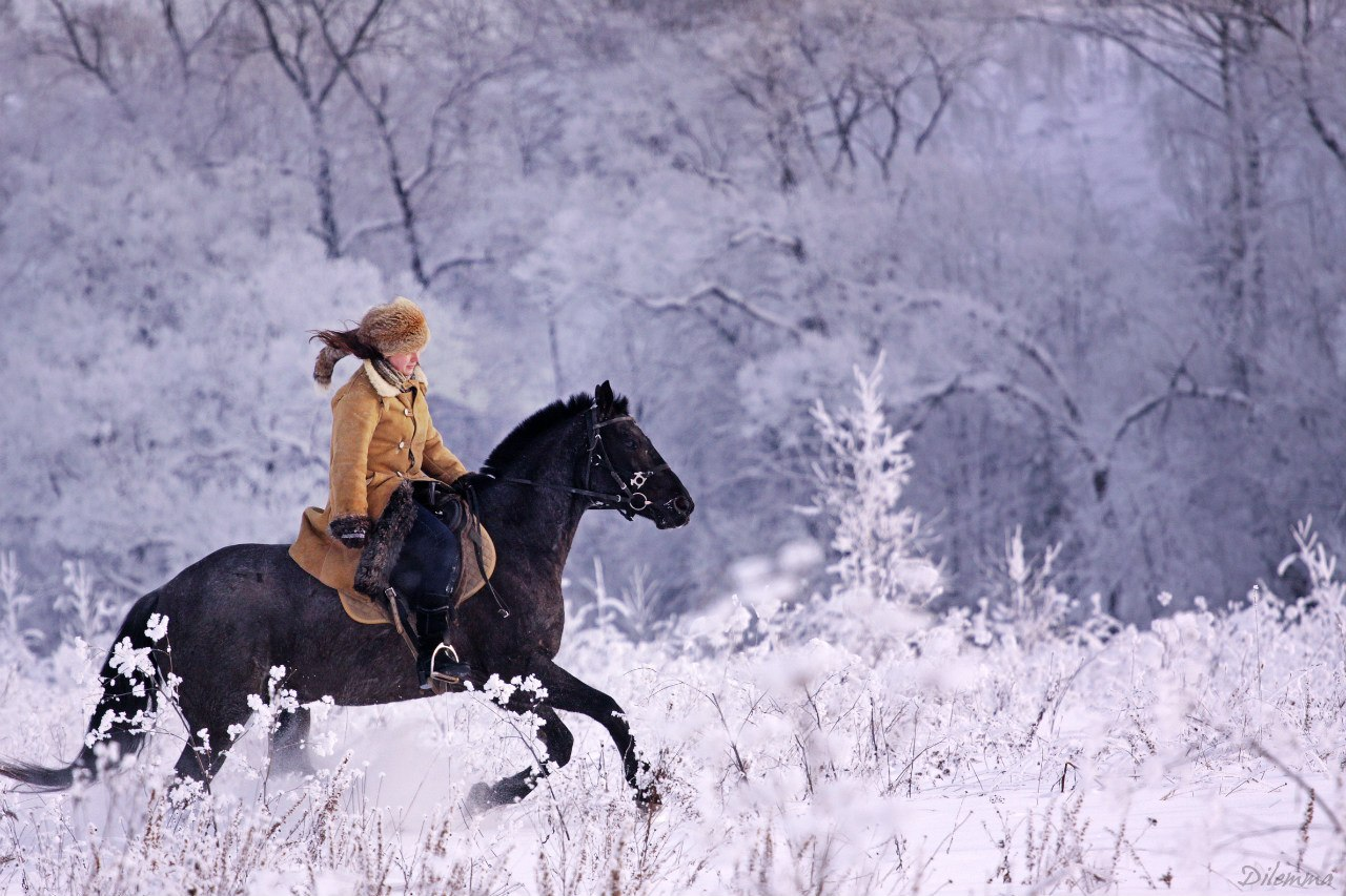 На коне в снегу. Зимняя прогулка на лошадях. Зимние конные прогулки. Конные прогулки зимой. Лошади зимой.