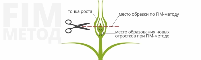 Место роста. ФИМ обрезка конопли. FIM подрезка. FIM подрезка марихуаны. Правильная обрезка верхушки конопли.