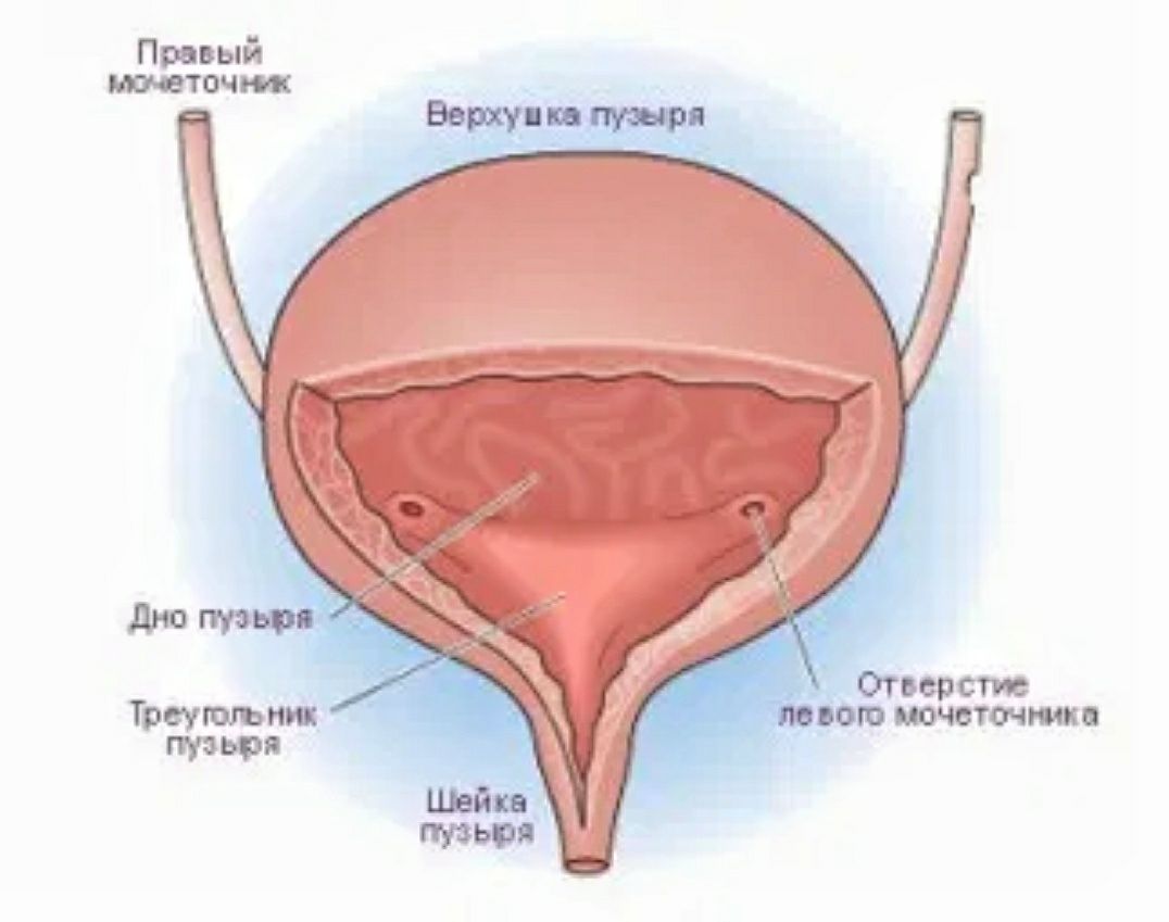 Где находятся мочеточники у женщин фото