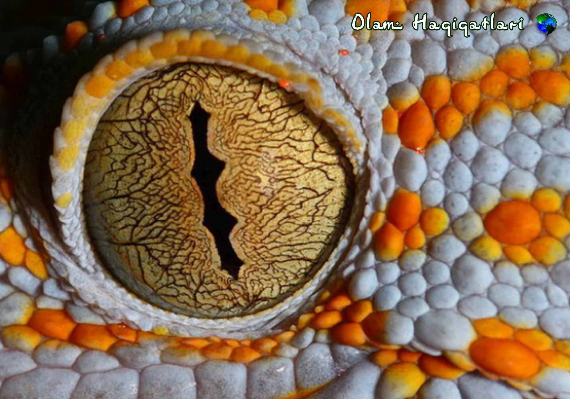Глаза геккона под микроскопом