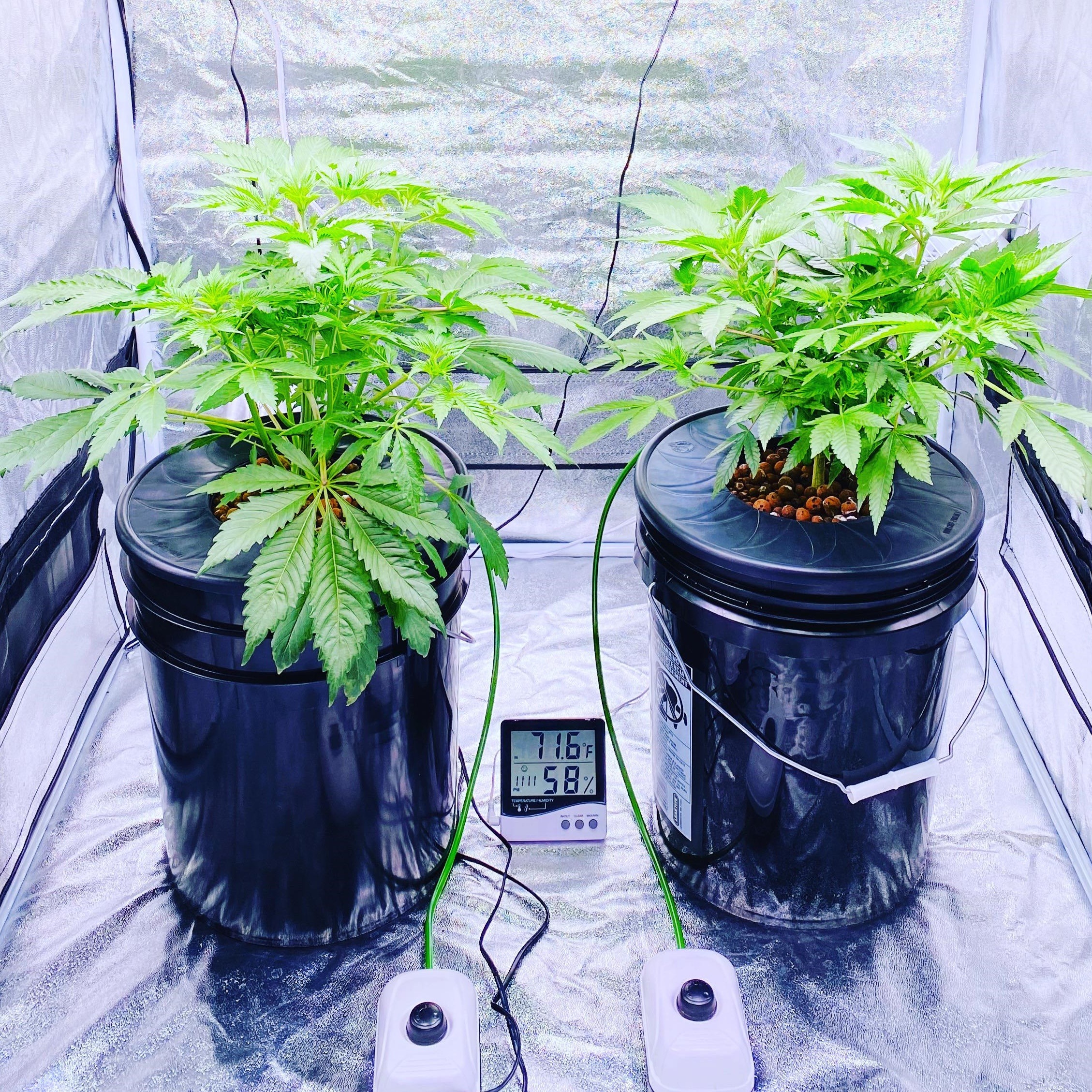 выращивание марихуаны гидропоники домашних условиях
