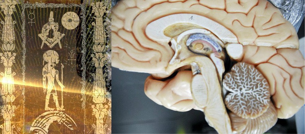 Медитация шишковидной железы. Шишковидная железа (эпифиз). Пинеальная железа головного мозга что это такое. Шишковидная железа третий глаз.